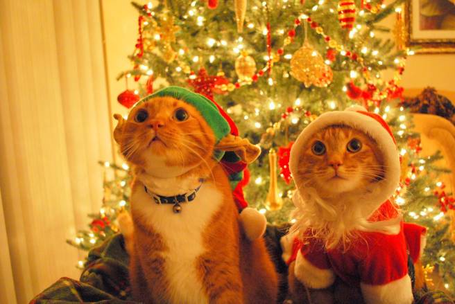 Two cats in front of a Christmas tree